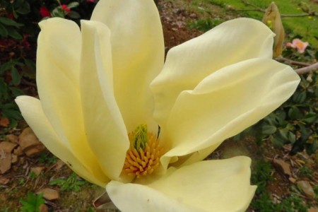 Magnolia Yellow River >300 cm, T100